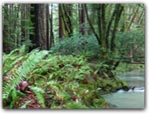 Click for more information on Mendocino Woodlands Campground.