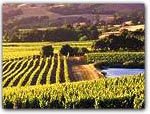 Discover Mendocino Wine County in Mendocino County