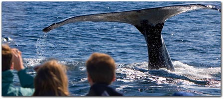 WHALE WATCHING FROM SHORE & UP-CLOSE