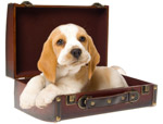 Click for more information on Places to Stay with your Dog.