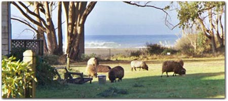 Click for more information on Howard Creek Ranch.