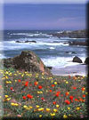 Click for more information on MENDOCINO HEADLANDS<br>BEAUTIFUL BLUFFS &amp; BEACHES.