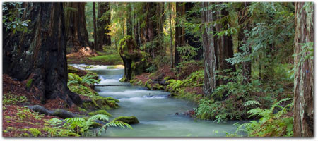 <br>MONTGOMERY WOODS<br>~ ANCIENT REDWOOD FORESTS ~