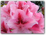 Click for more information on Rhododendron Show & Plant Sale.