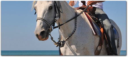 Click for more information on Ross Ranch - Horseback riding on the South Coast.
