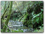 Click for more information on Fern Canyon in Van Damme.